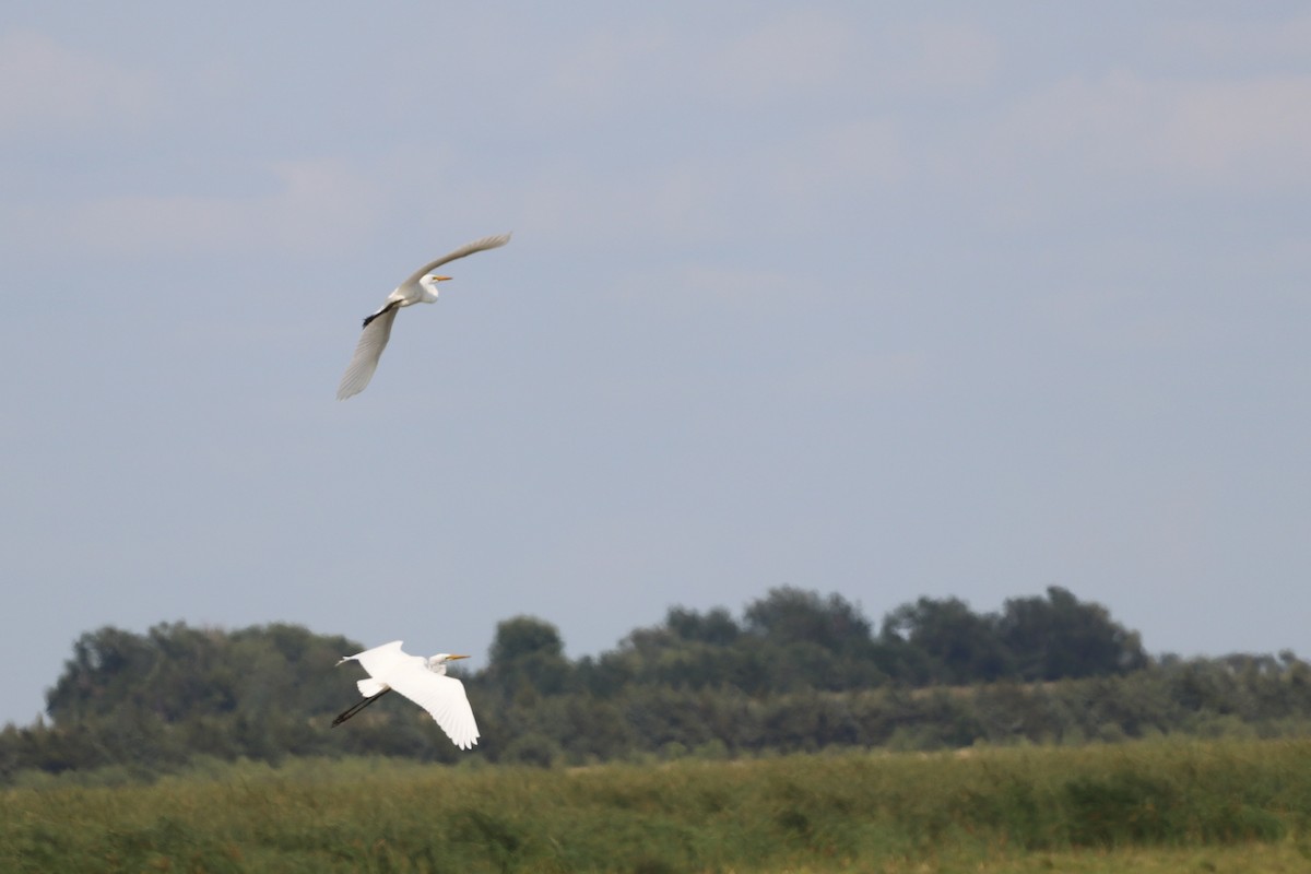 Great Egret - Emily Wynn