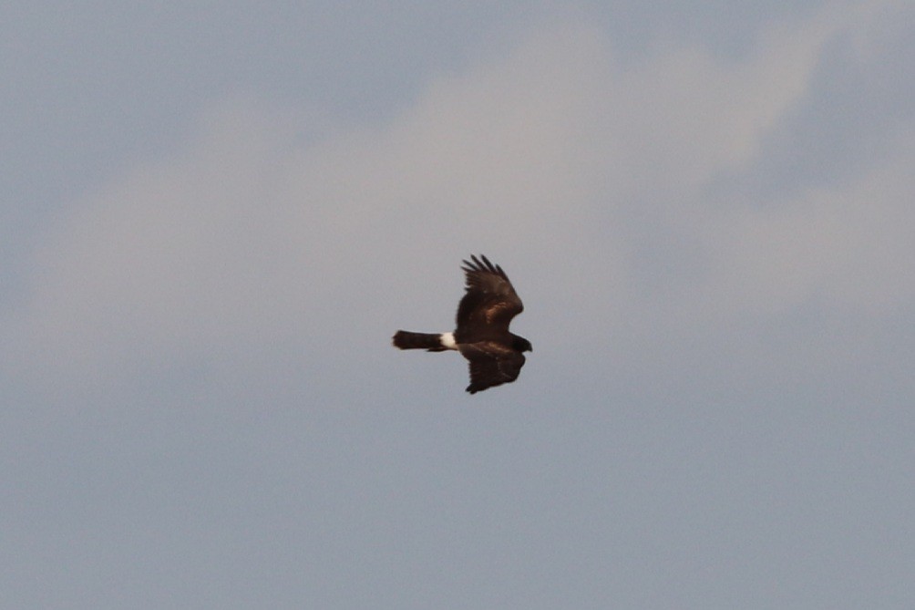 Northern Harrier - ML363423741