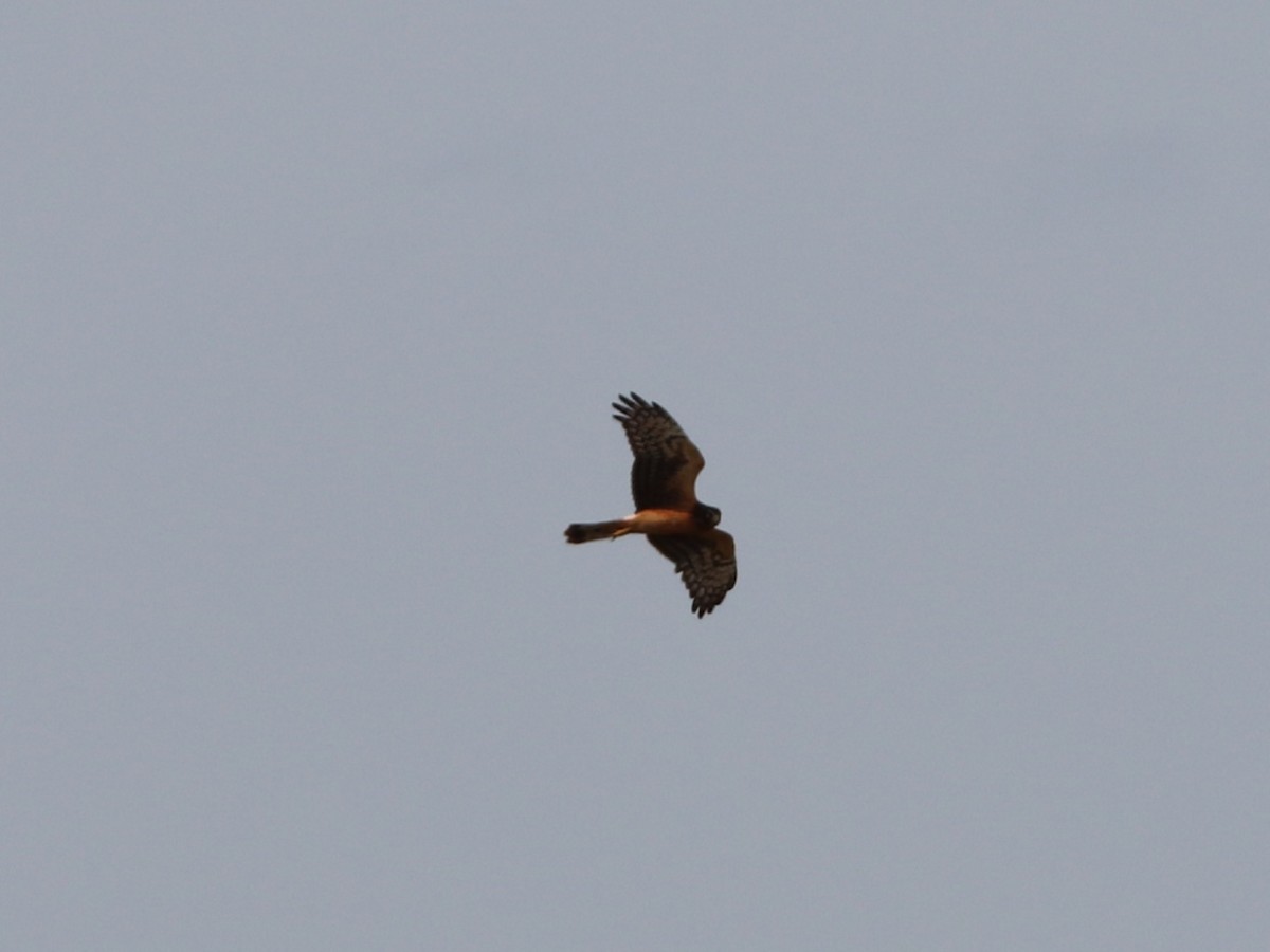 Northern Harrier - Emily Wynn