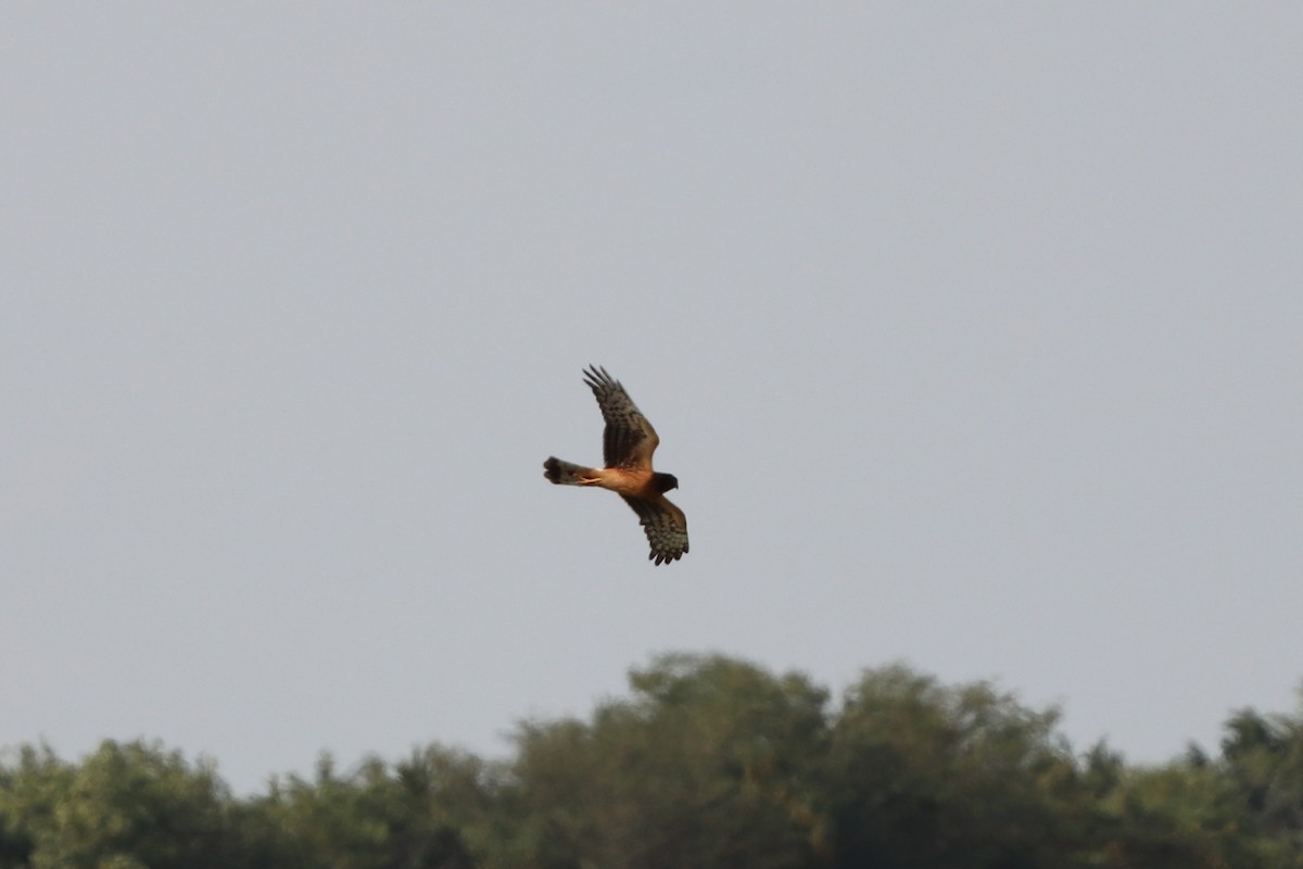 Northern Harrier - Emily Wynn