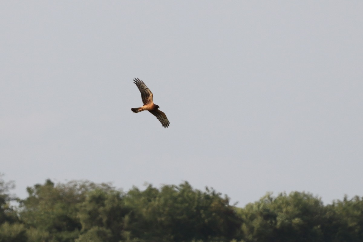 Aguilucho de Hudson - ML363423771