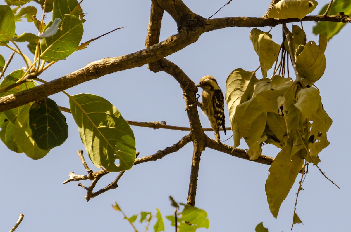 Brown-capped Pygmy Woodpecker - ML363423941