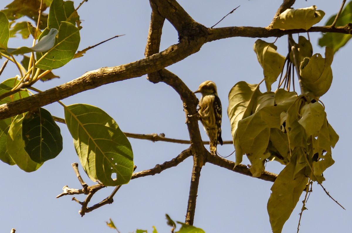 Brown-capped Pygmy Woodpecker - ML363423951