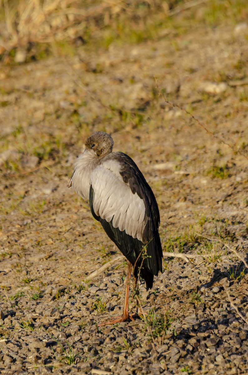 Asian Openbill - Ayaz Mansuri