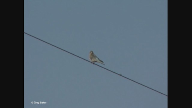 Mountain Bluebird - ML363425451