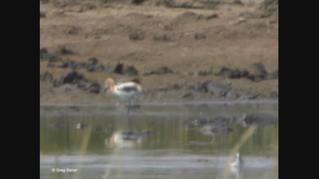 Avoceta Americana - ML363428101