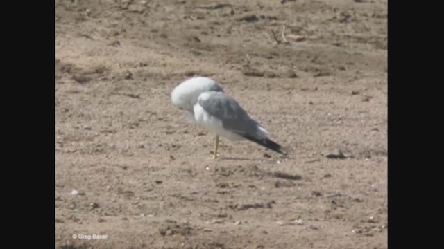 Gaviota Californiana - ML363428111