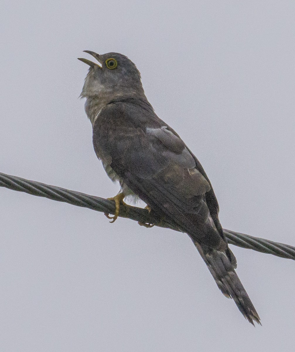 Common Hawk-Cuckoo - ML363430211