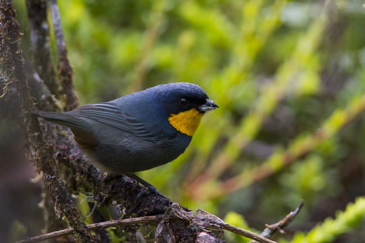 Purplish-mantled Tanager - ML36343171