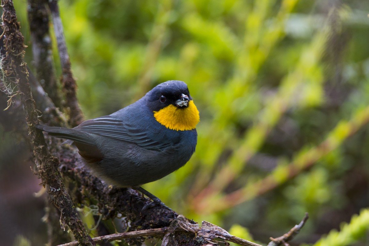 Purplish-mantled Tanager - ML36343211