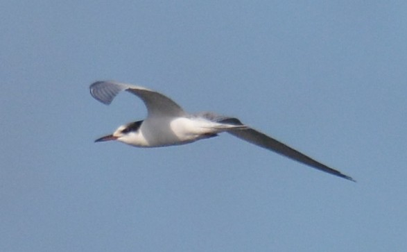 Common Tern - ML36343261