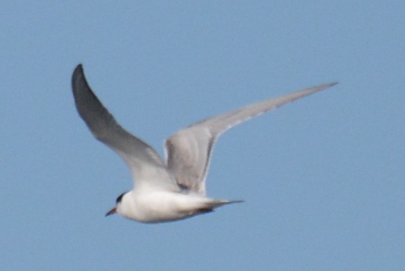 Common Tern - ML36343271