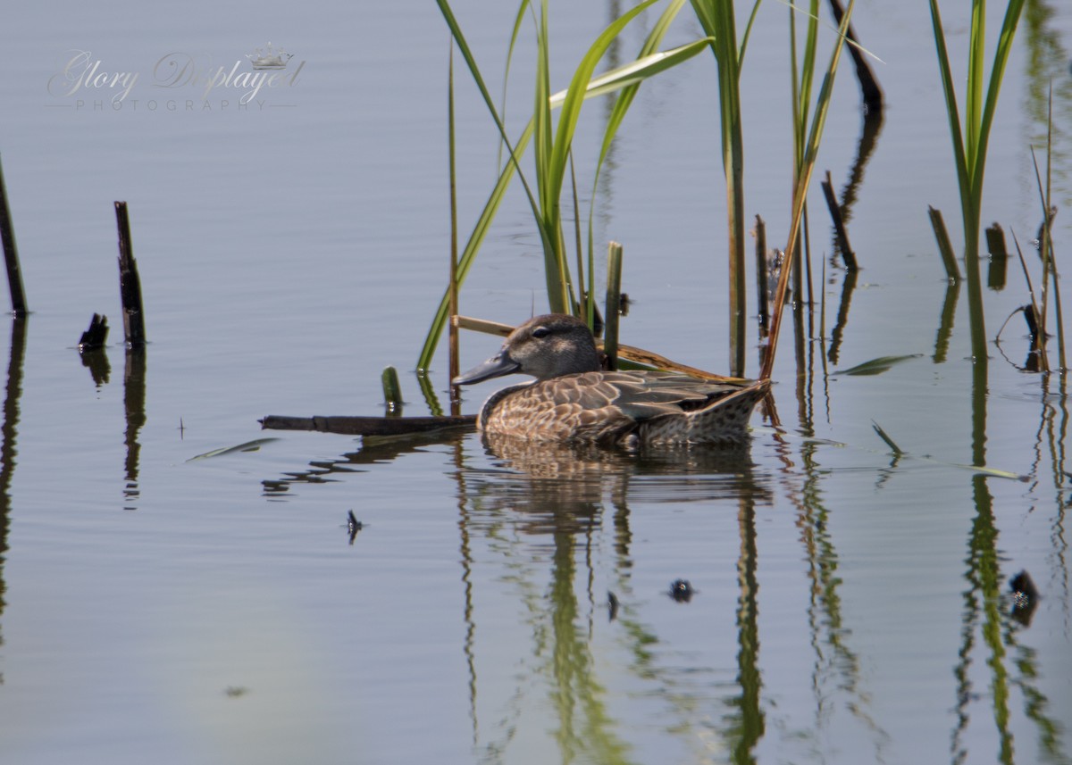 Green-winged Teal - ML363432971