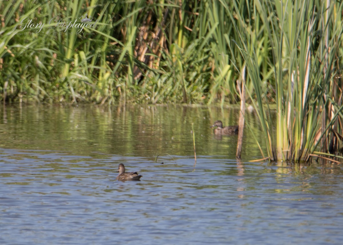 Green-winged Teal - ML363432981