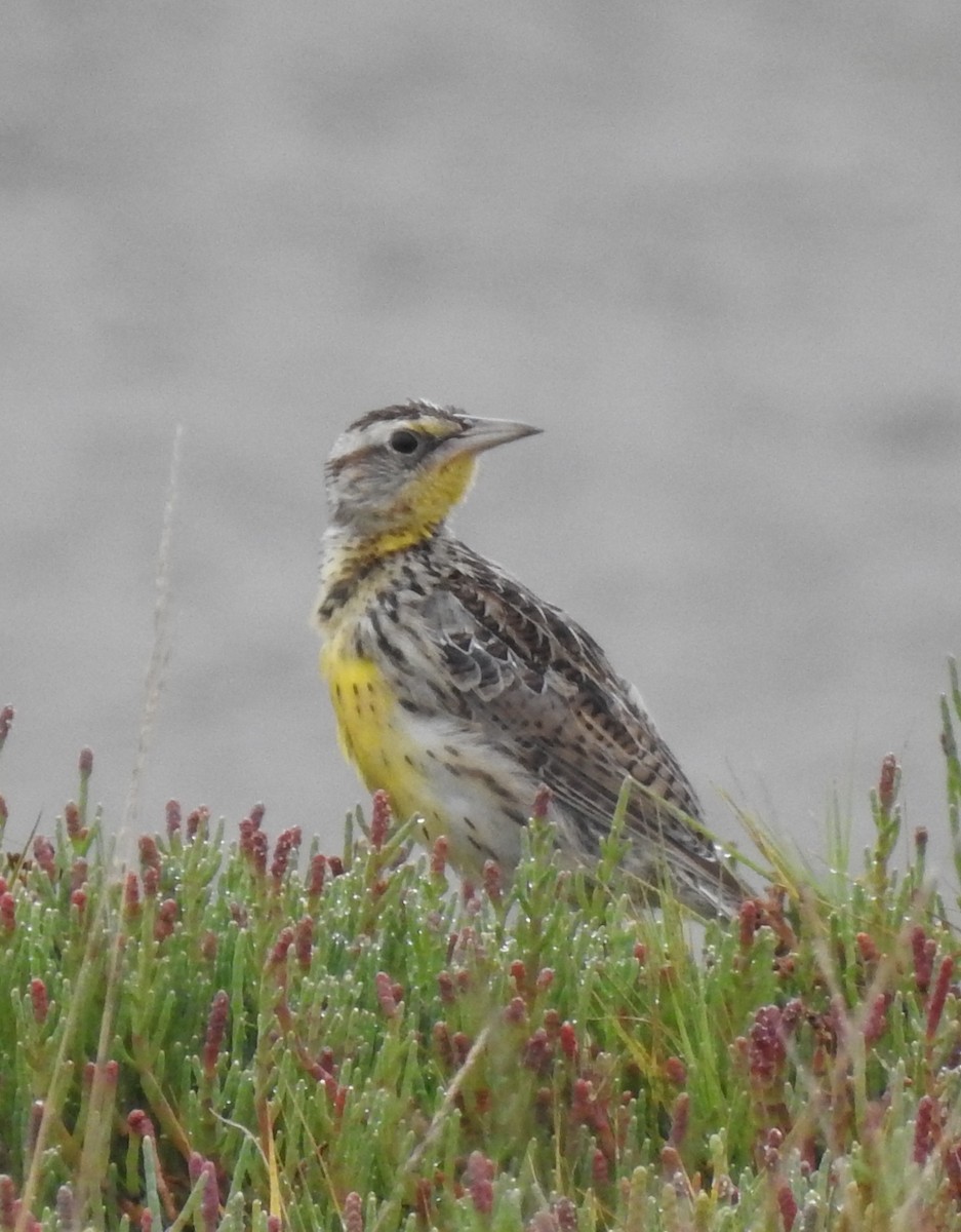 Western Meadowlark - ML363433981