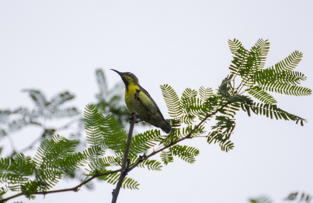 Purple Sunbird - ML363434561