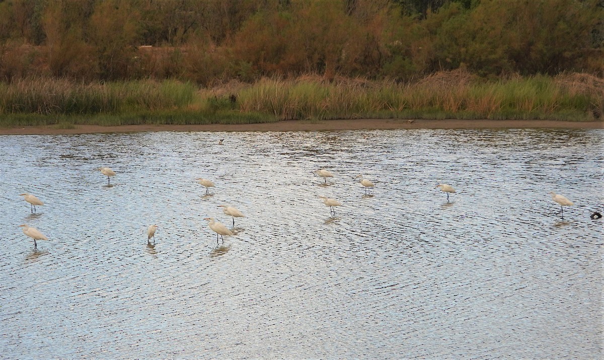 Цасч дэглий - ML363435341