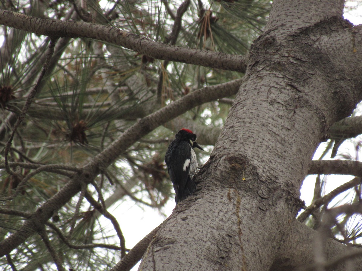 Acorn Woodpecker - ML363435361