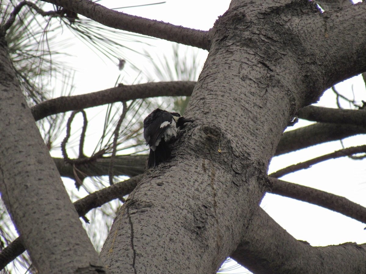 Acorn Woodpecker - ML363435371