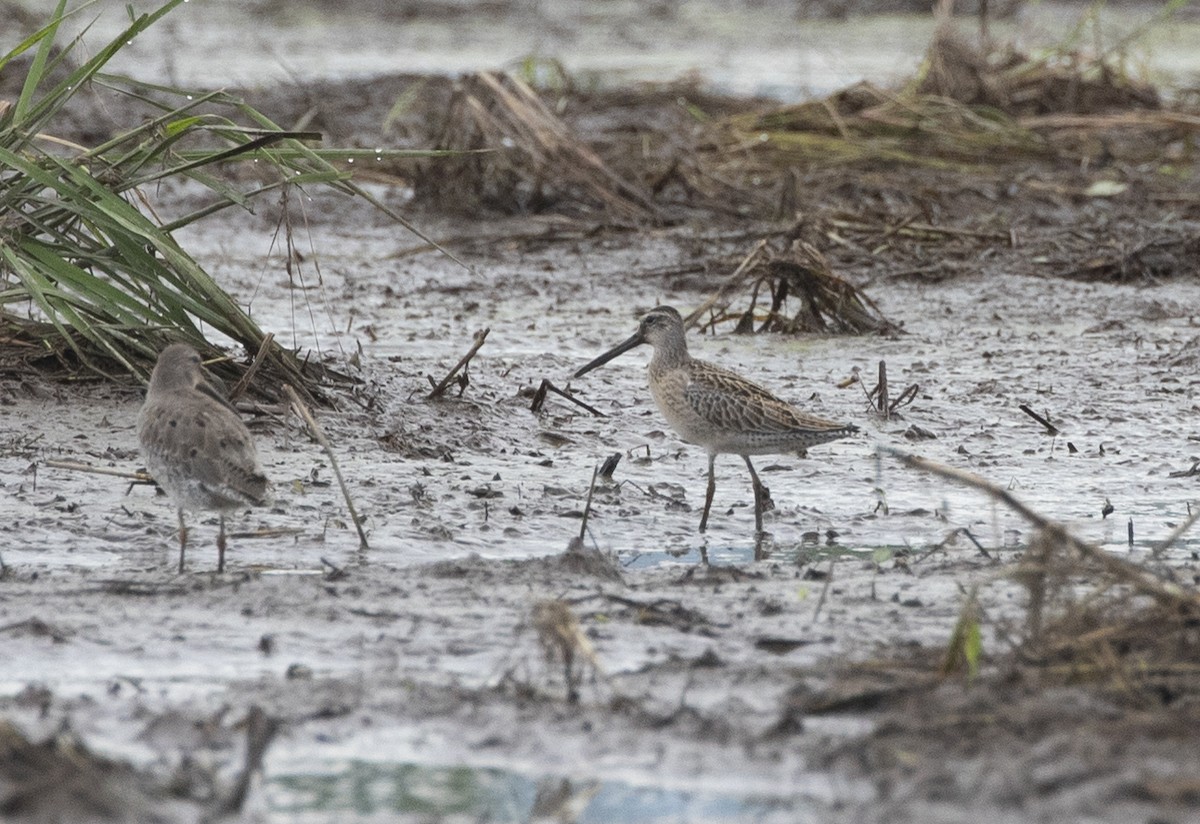 Short-billed Dowitcher - Manlio Cuevas L.