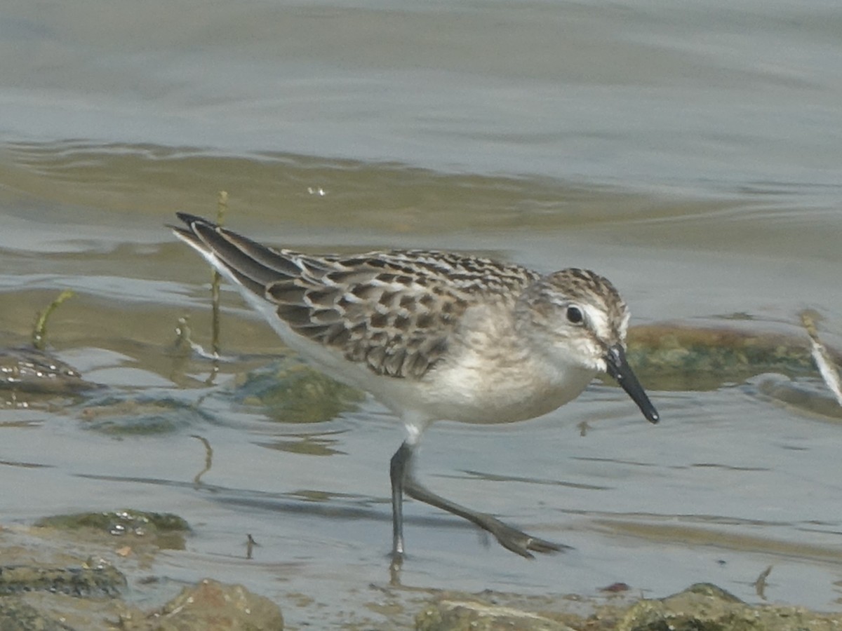 Semipalmated Sandpiper - ML363436571