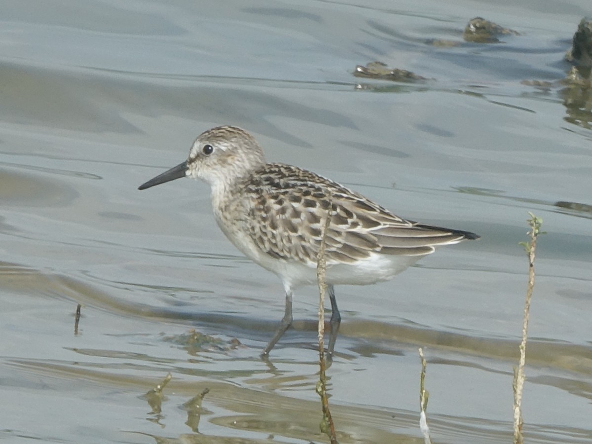 Semipalmated Sandpiper - ML363436591