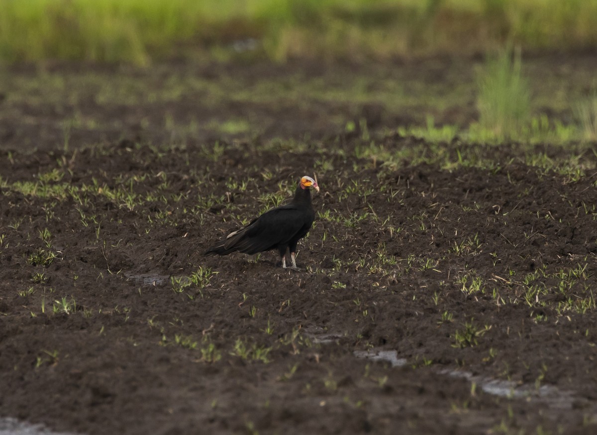 Lesser Yellow-headed Vulture - ML363437081