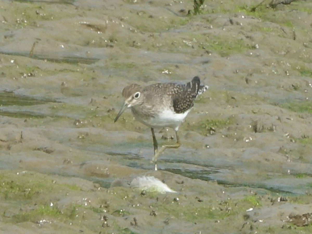 Solitary Sandpiper - ML363437371