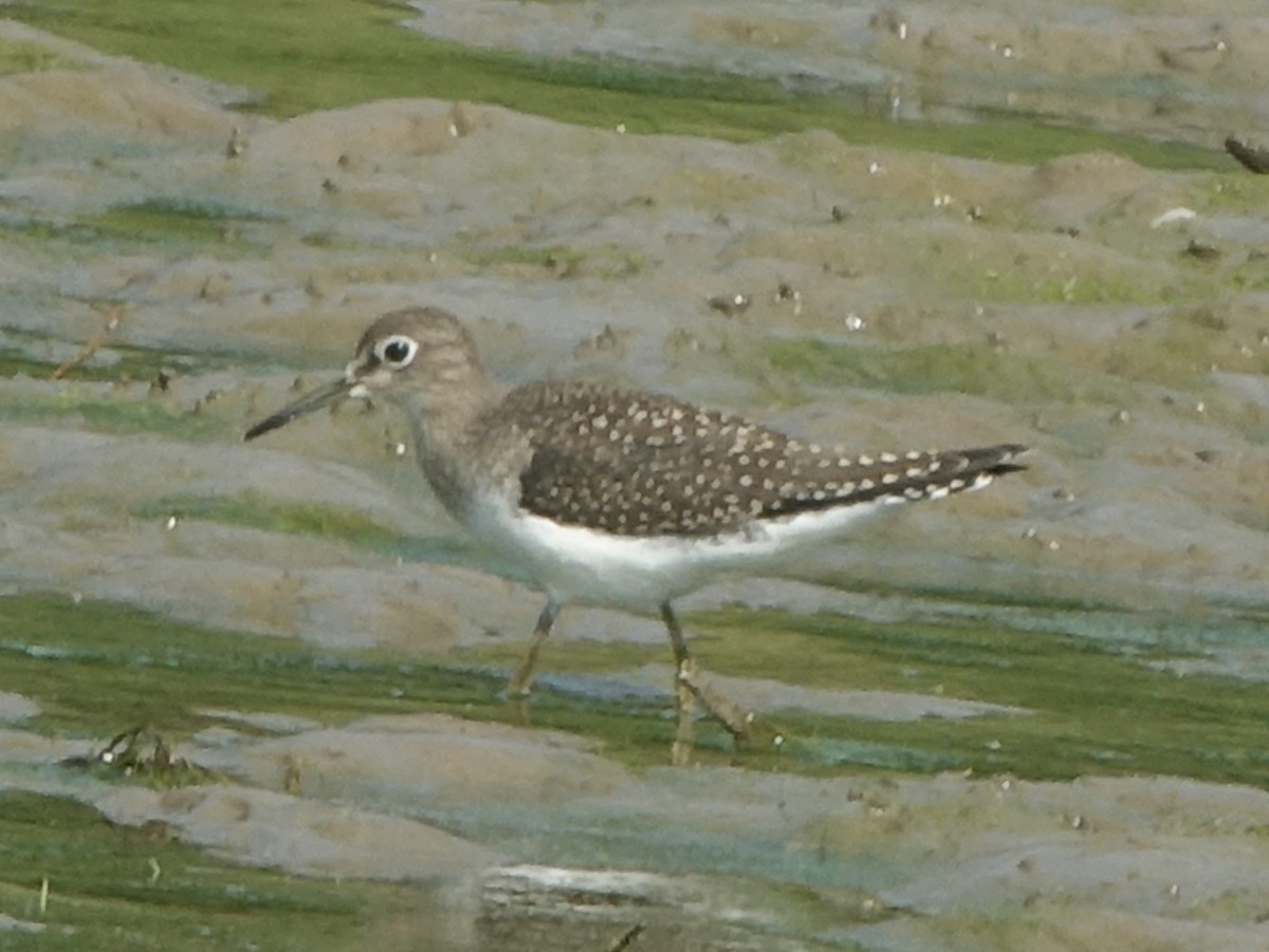 Solitary Sandpiper - ML363437381
