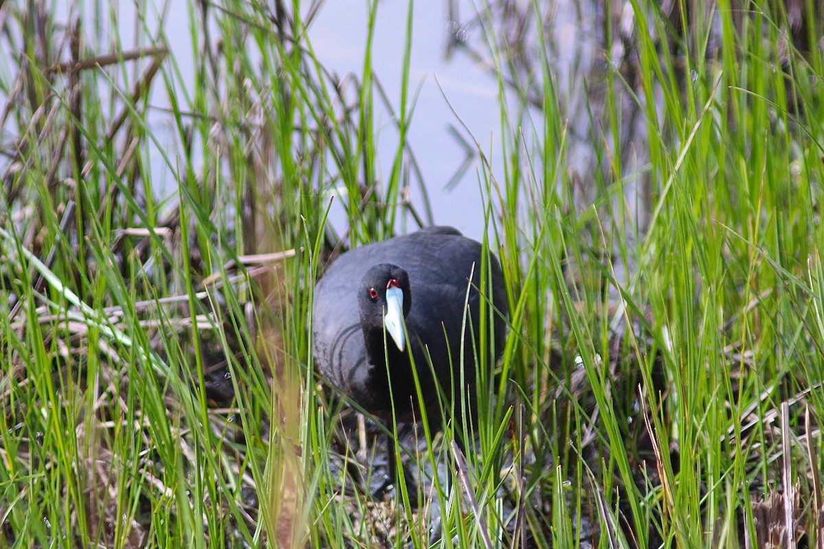 Red-knobbed Coot - ML363437461