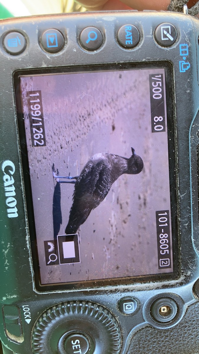 Long-tailed Jaeger - ML363438041