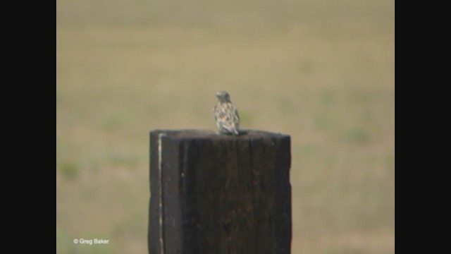 Lark Sparrow - ML363438191