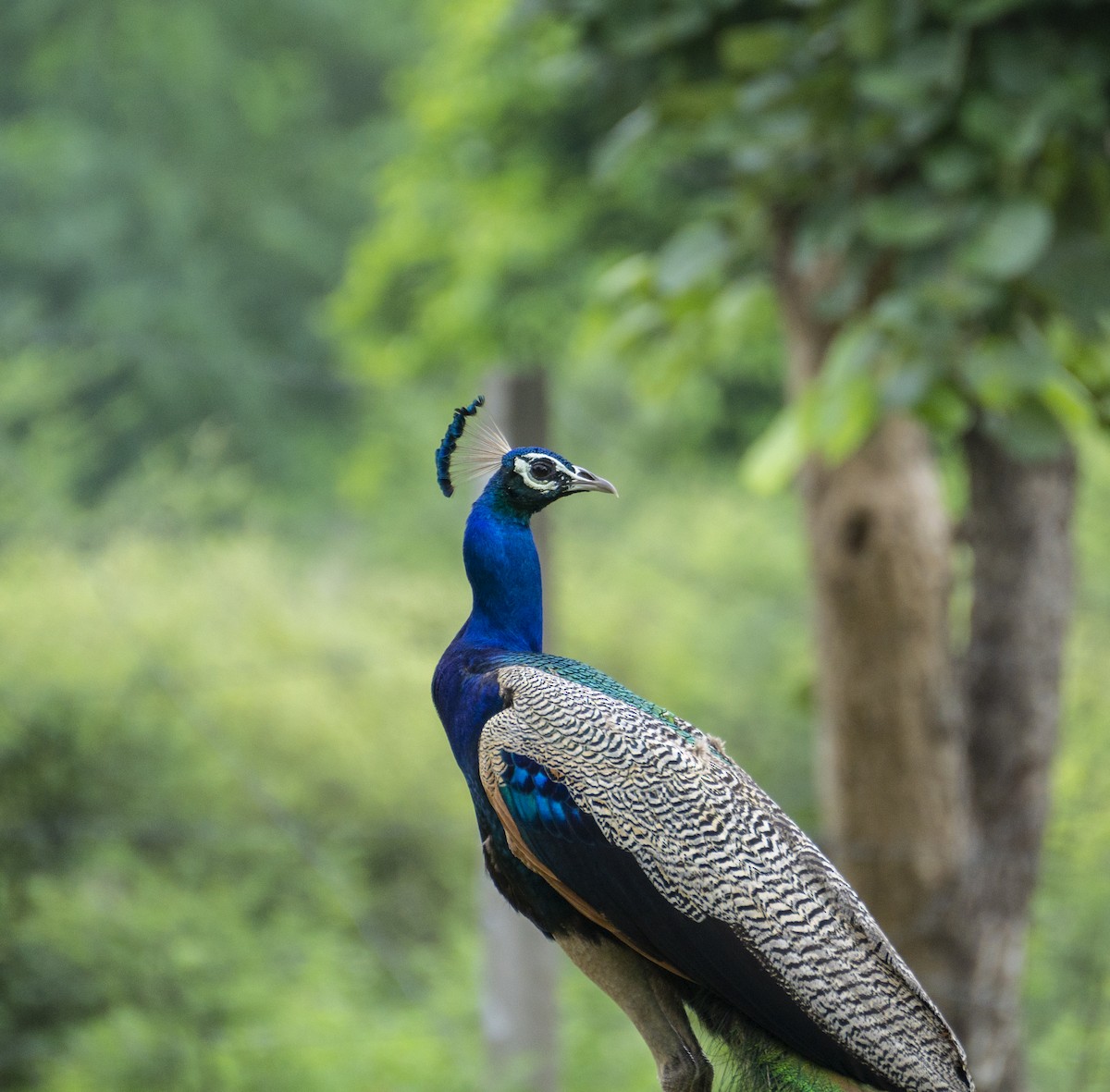 Indian Peafowl - ML363439711