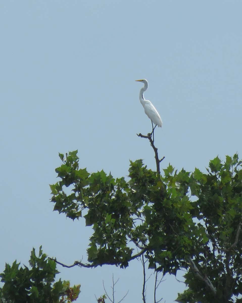 Great Egret - ML363439731