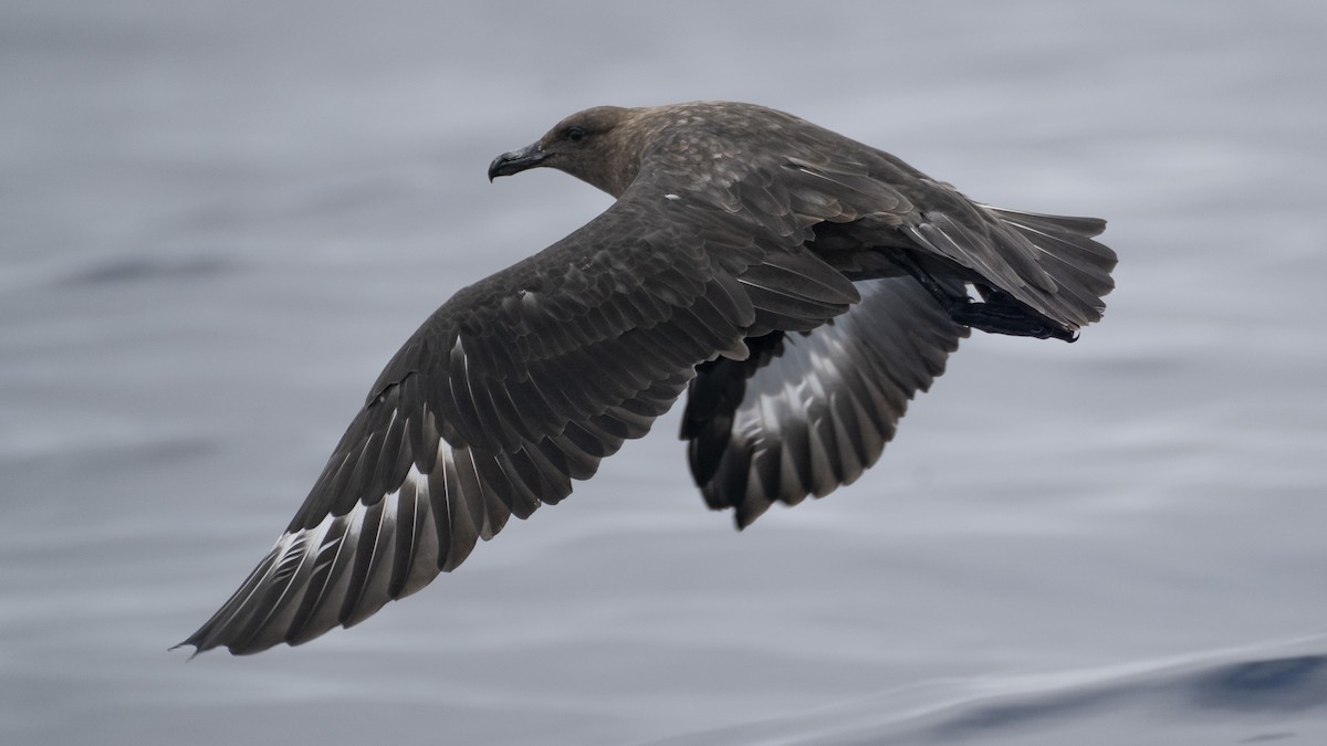 South Polar Skua - ML363442241