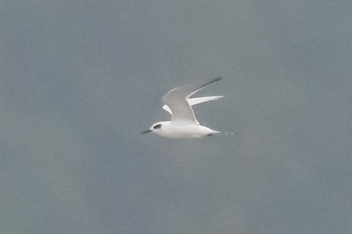 Forster's Tern - ML363443221