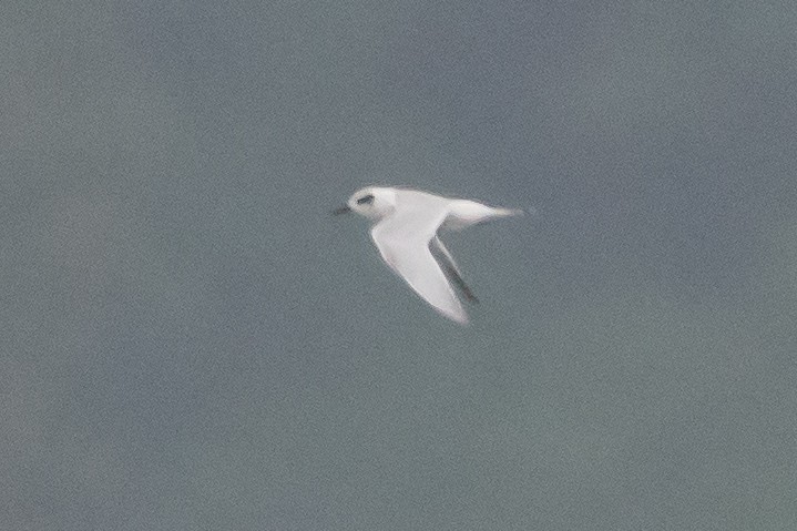 Forster's Tern - ML363443231