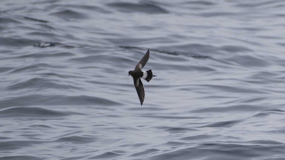 Wilson's Storm-Petrel - ML363443321