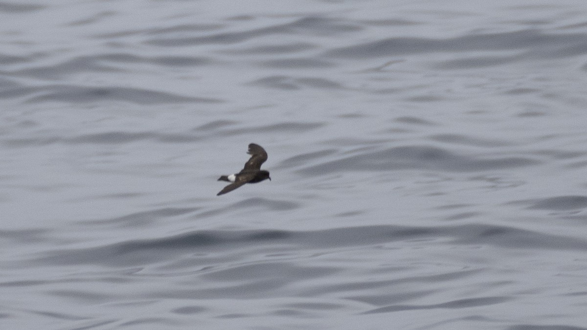 European Storm-Petrel - ML363443351