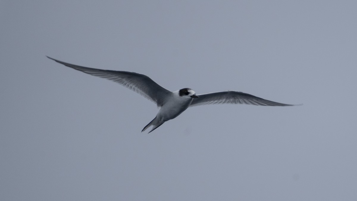 Arctic Tern - ML363443471