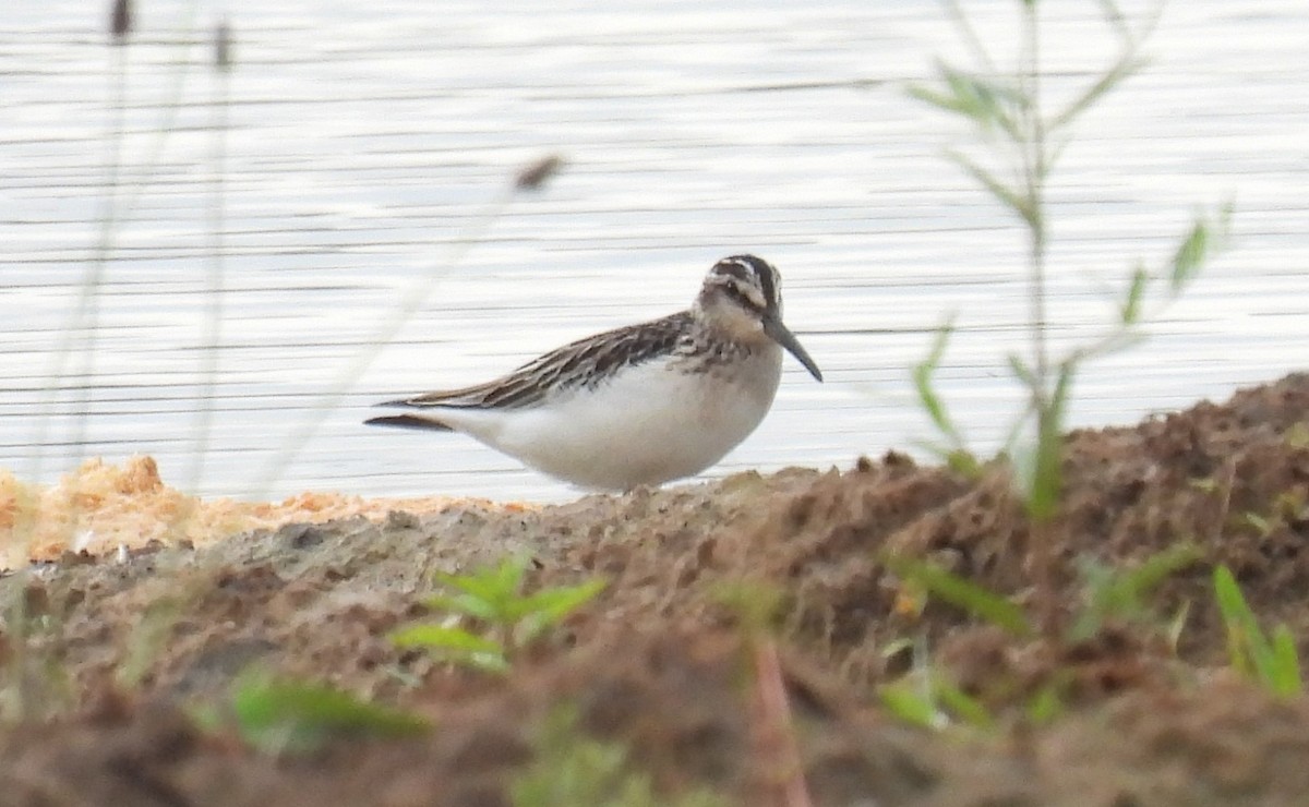 Broad-billed Sandpiper - ML363445471