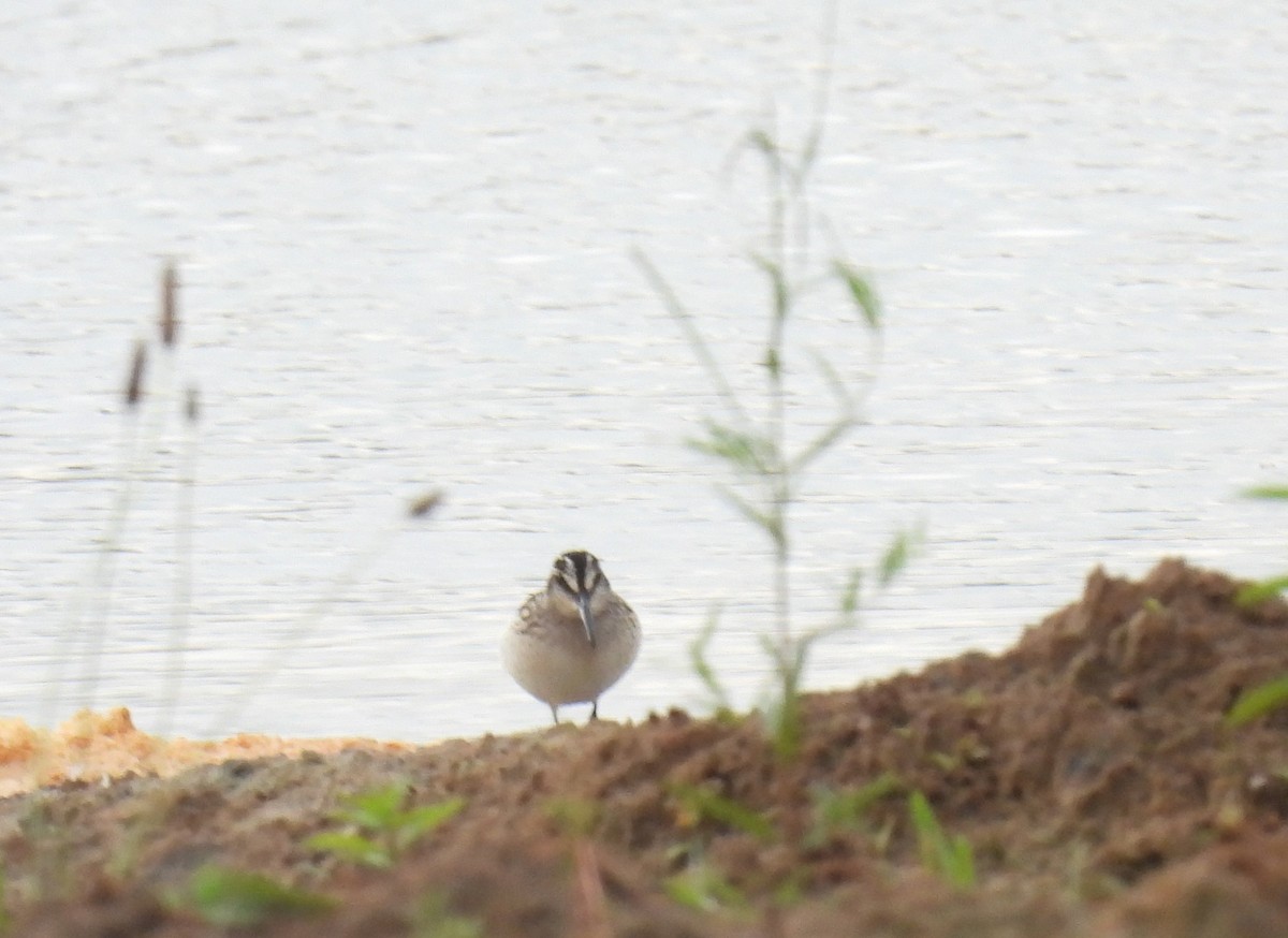 Broad-billed Sandpiper - ML363445501