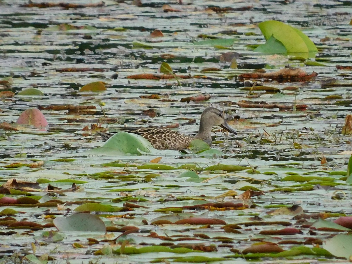 Blue-winged Teal - ML363446001