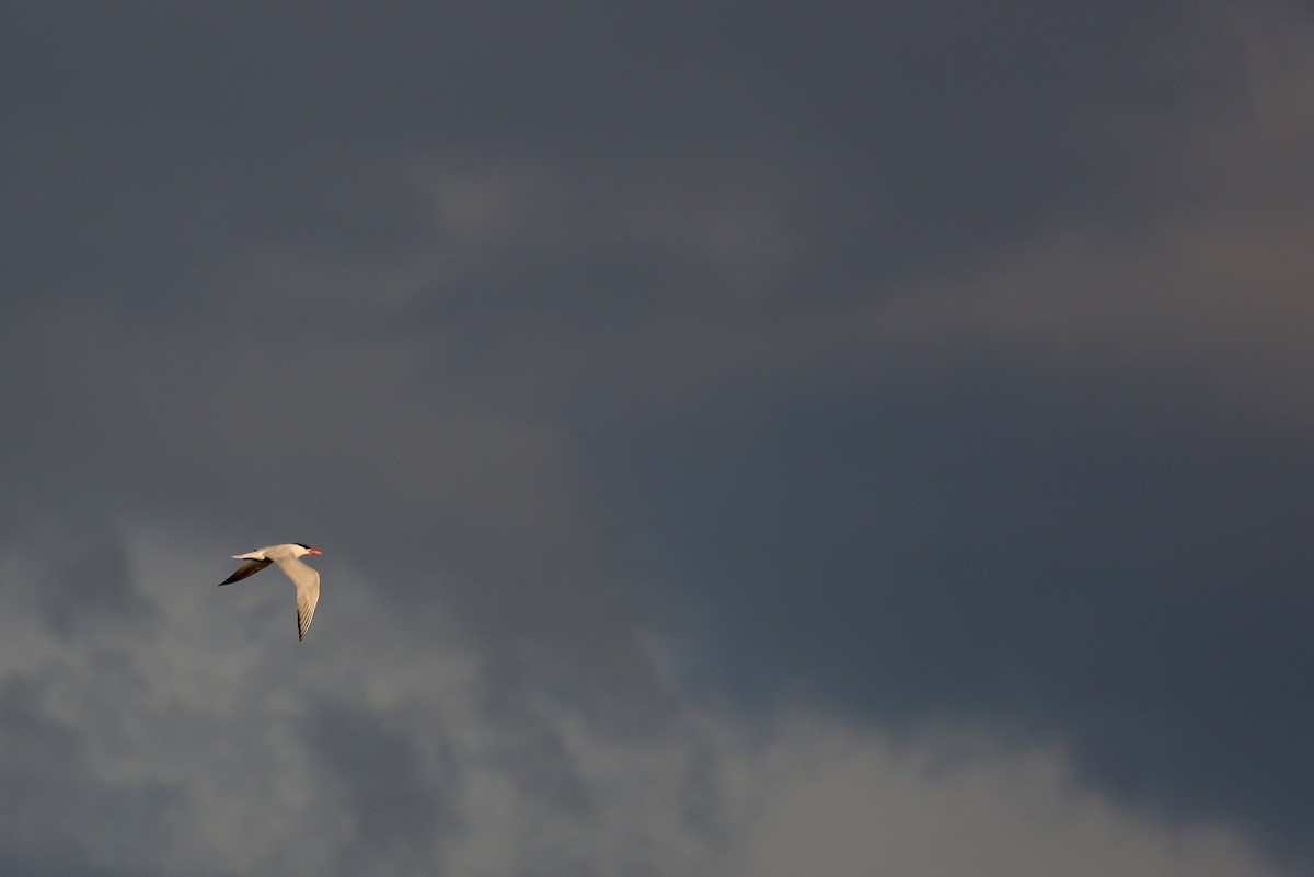 Caspian Tern - Tim Lenz