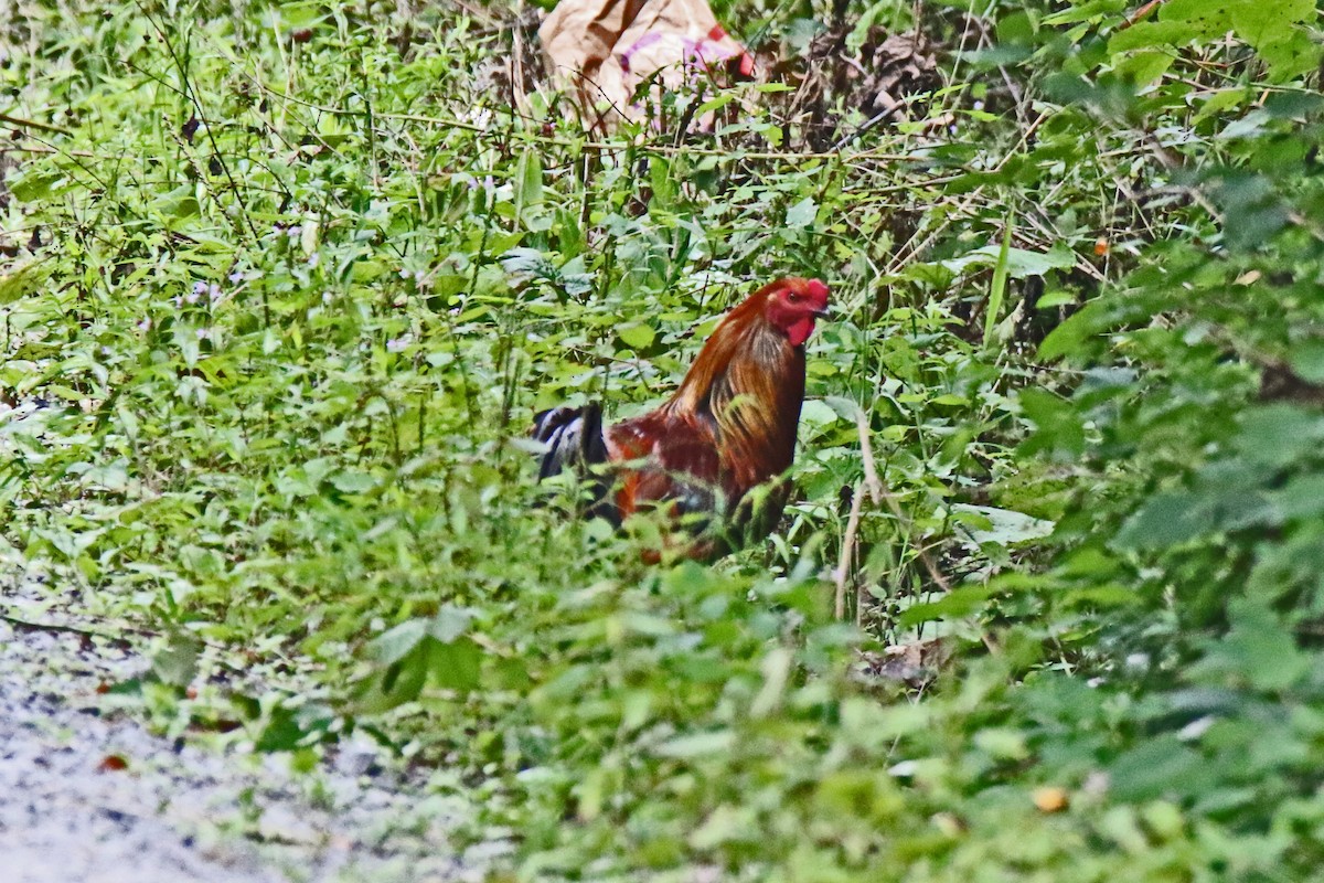 Тэжээмэл тахиа - ML363446311