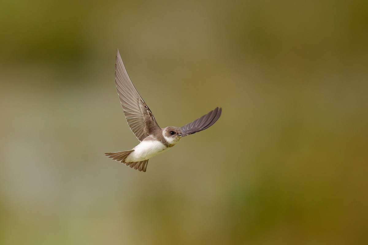 Bank Swallow - Geoff Newhouse