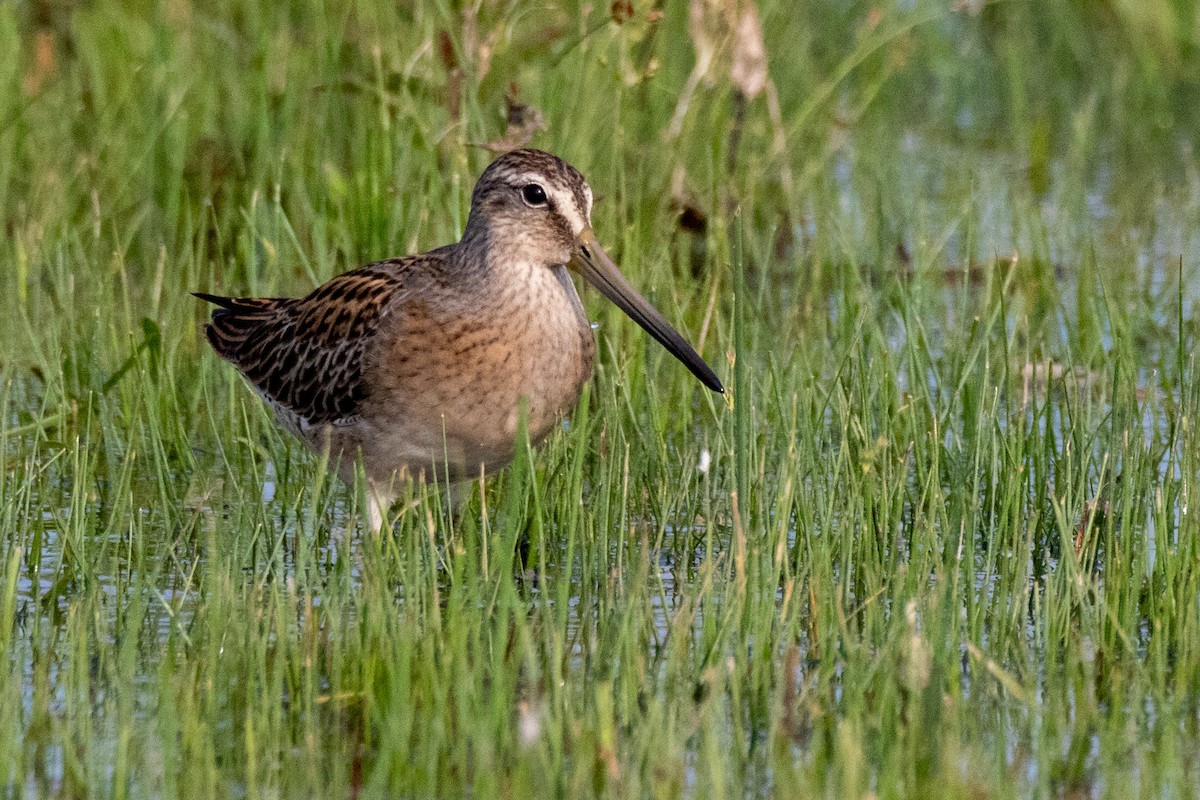 Long-billed Dowitcher - Kurt Miller