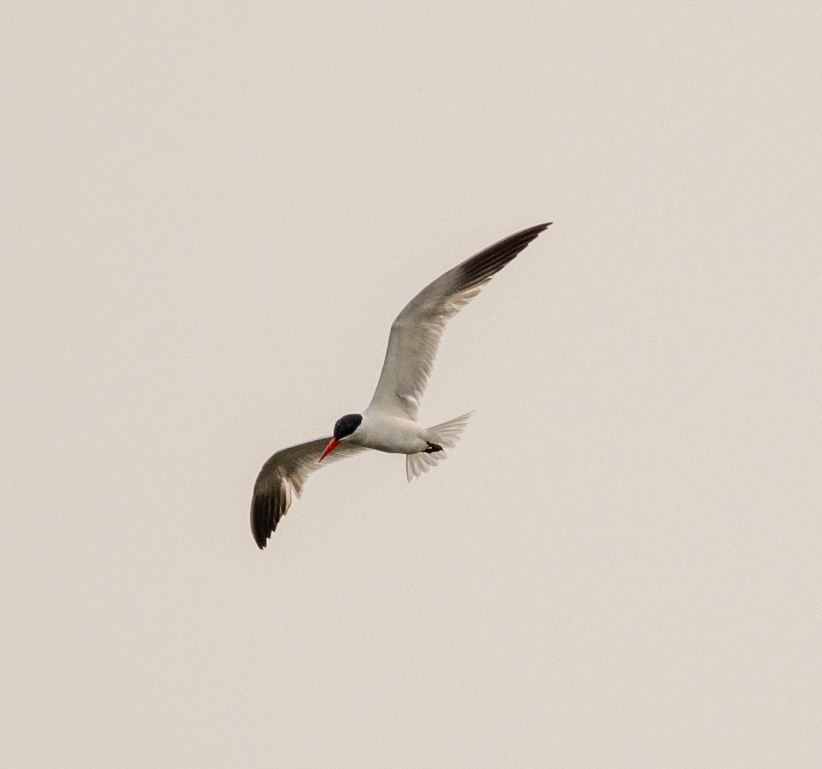 Caspian Tern - sonny mencher