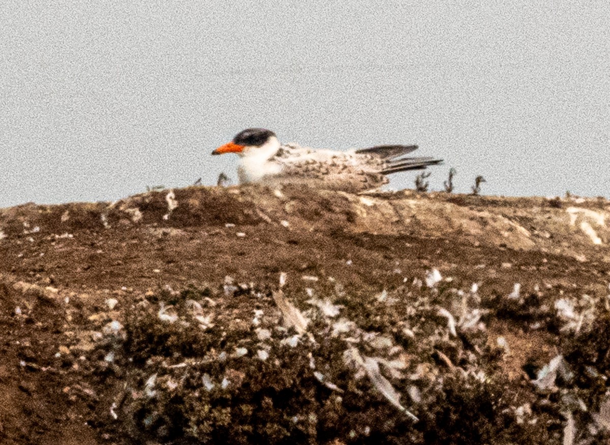 Caspian Tern - sonny mencher