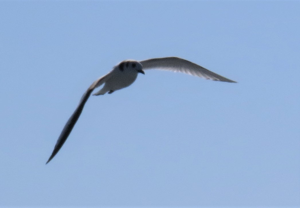 Gaviota Tridáctila - ML363449781